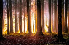 Ln10809211-Goldener Herbstwald