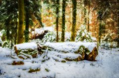 Ln11826301-Stille im Winterwald