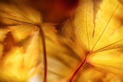 Bn13959410-Herbstliche Ahornblätter