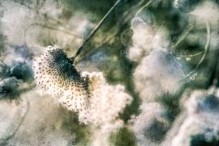 Fn16174401-Herbstanemonen im Winter - Windflower in winter