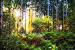Ln103600910-Sommerwald mit Sonnenstern