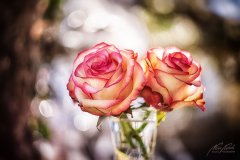 Rn104980903-Rosenblüten im Sonnenlicht