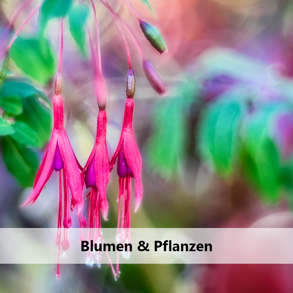 Galerie Blumen & Pflanzen