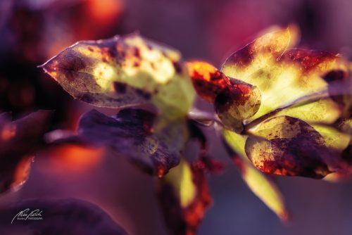BGK611-6660-Herbstblaetter-vom-Licht-liebkost