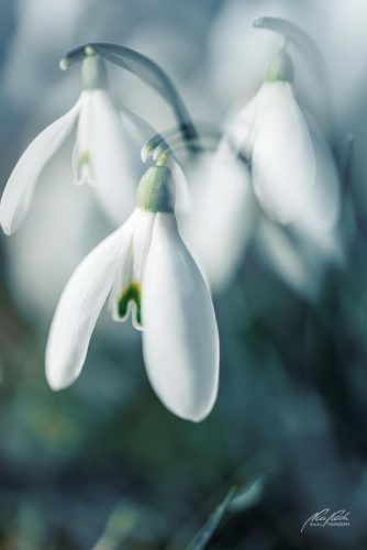 BPK602-3821-Schneegloeckchen-im-ersten-Fruehlingslicht