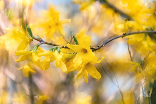 BPK703-7541-Fruehlingsfreude-der-Forsythienblueten