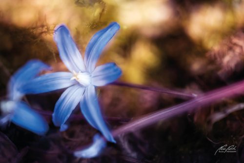 BPK703-7568-Im-Traumland-der-Blausternblueten