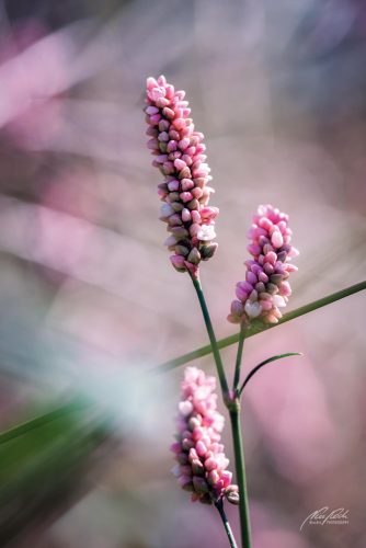 BPK708-8615-Flohknoeterich-im-rosa-Licht