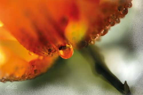 FTK303-0281-Tropfen-an-orangefarbener-Bluete