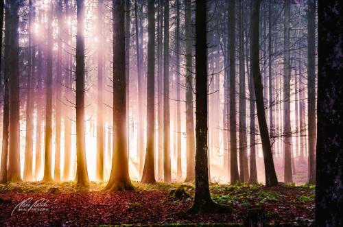 LBK211-0813-Wald-im-strahlenden-Licht