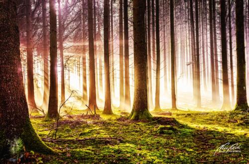 LBK211-0815-Herbstwald-im-Sonnenschein