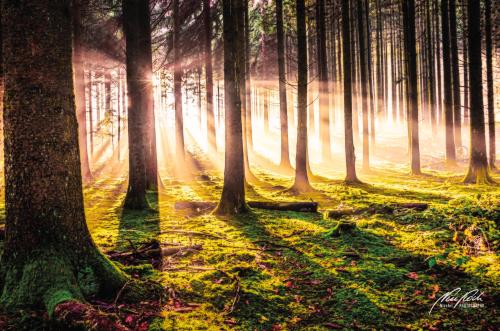 LBK211-0824-Herbstwald-in-der-Abendsonne