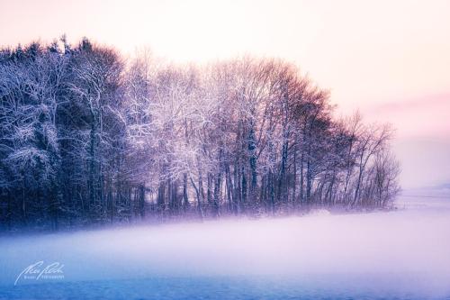 LBK412-4470-Winterwald-im-Abendlicht