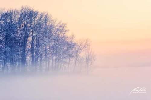 LBK412-4477-Winterwald-im-Abendnebel