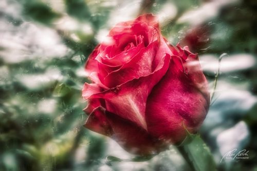RBK405-9342-Einzelne-rote-Rose