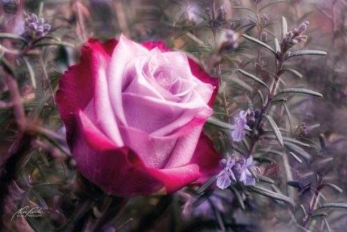 RBK604-4415-Maerchenhafte-Rose