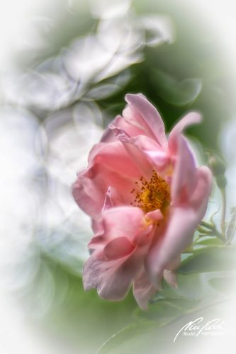 RBK806-00224-Rose-im-sanften-Licht