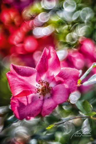 RBK806-00641-Rosenbluete-mit-Bokeh