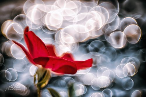 RBK807-01075-Rote-Rose-mit-Bokeh