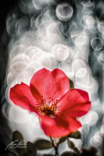 RBK807-01080-Rosenbluete-mit-Seifenblaseneffekt