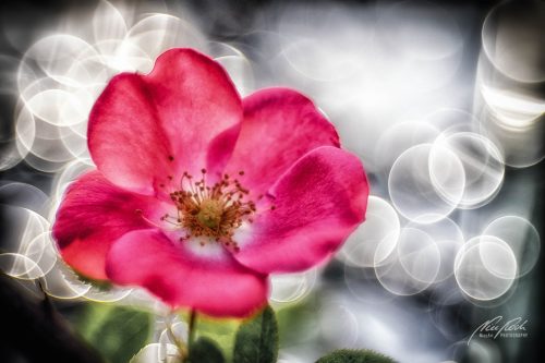 RBK807-01082-Rosenbluete-mit-Lichtern