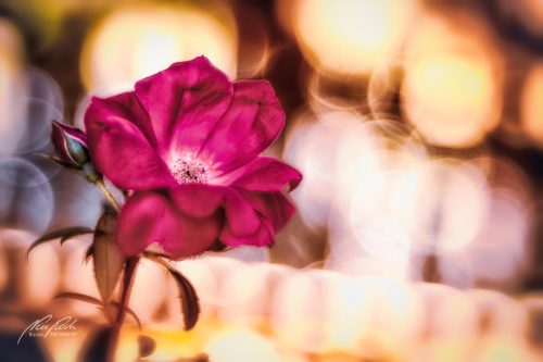 RBK807-01547-Rosenbluete-im-Lichtertanz