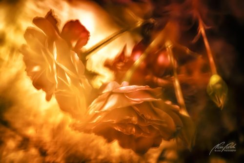 RBK807-2257-Rosen-im-gluehenden-Licht