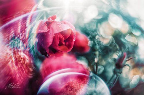 RBK811-03842-Rosenbluete-mit-Lensflares