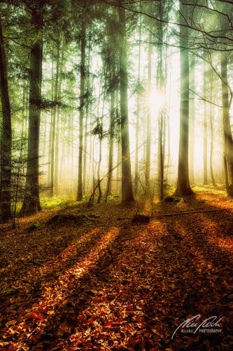 LBU001-04708-Lichtdurchfluteter-Wald-mit-Sonnenstern