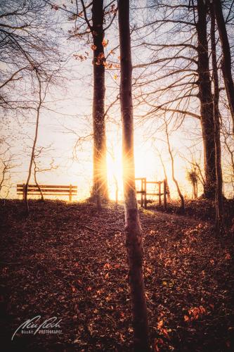 LBU002-04949-Sonnenstern-am-Abend