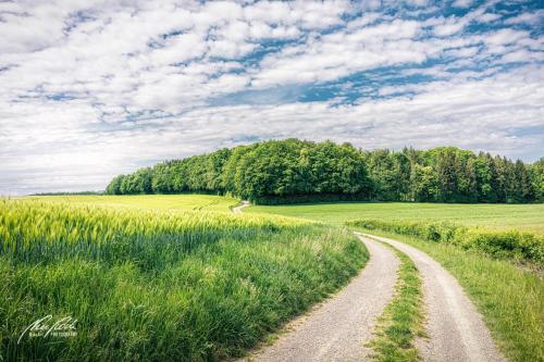 LBU005-06274-Weg-durch-Felder-zum-Wald