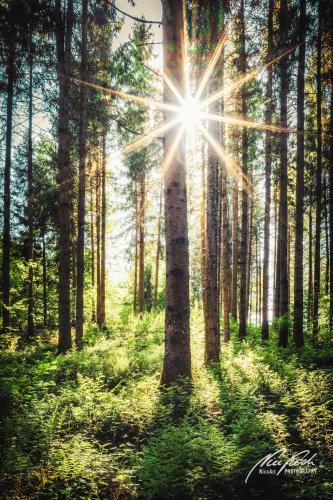 LBU005-06314-Grosser-Sonnenstern-im-Wald