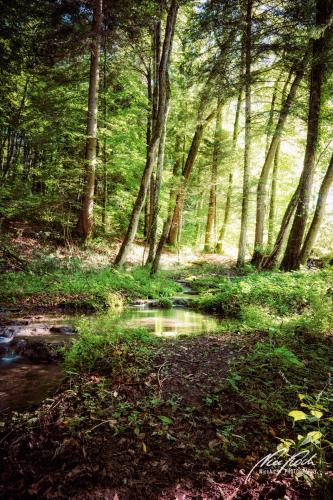 LBU008-07884-Waldbach-im-Sonnenschein