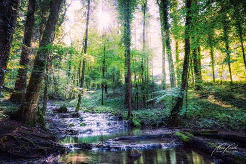 LBU008-07891-Sonnenstern-beim-Waldbach