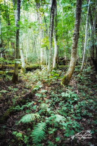 LBU008-07940-Wald-mit-Waldfarn