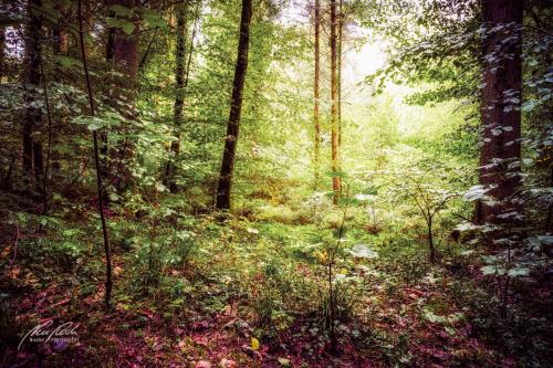 LBU008-07963-Stimmungsvolles-Licht-im-Wald