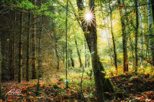 LBU009-08285-Junger-Wald-mit-Sonnenstern