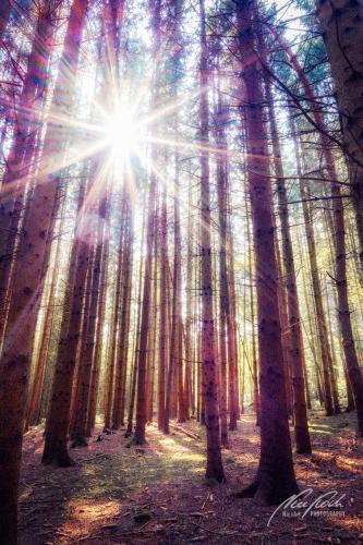 LBU009-08369-Sonnenstern-im-Tannenwald