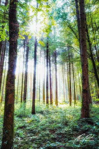 LBU009-08383-Wald-mit-kleinem-Sonnenstern