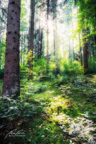 LBU009-08392-Zauberhafte-Stimmung-im-Wald