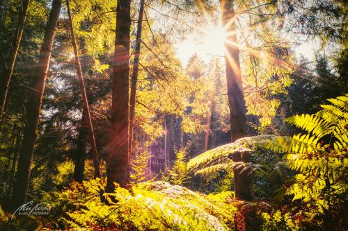 LBU009-08408-Grosser-Sonnenstern-im-Wald