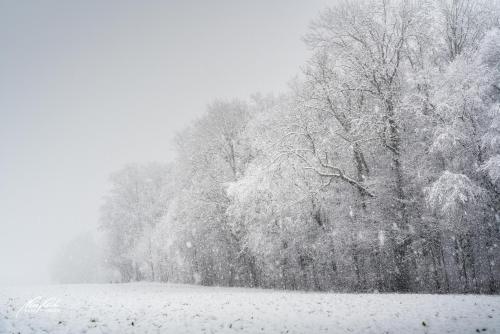 LBU101-00657-Waldrand-bei-starkem-Schneefall