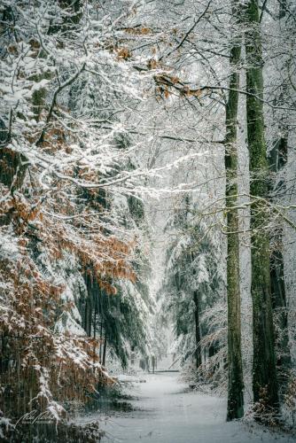 LBU101-00658-Weg-durch-den-Winterwald