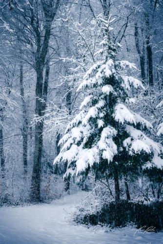 LBU101-00659-Maerchenhafter-Tannenbaum