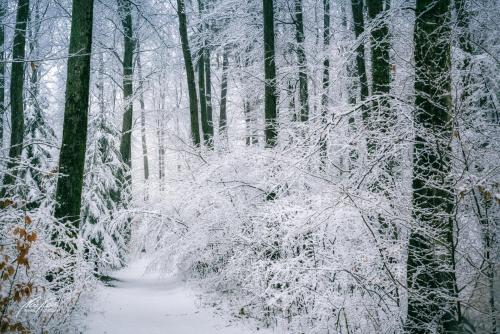 LBU101-00661-Vertraeumter-Weg-durch-den-Winterwald