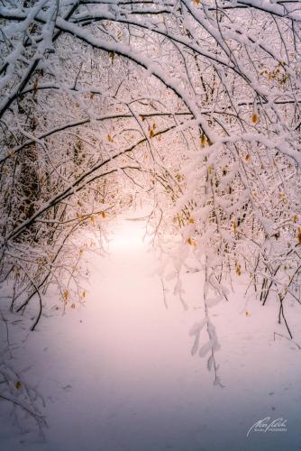 LBU101-00670-Winterlicht-im-Wald