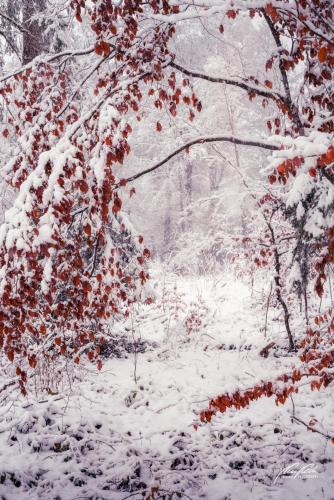 LBU101-00704-Farbenspiel-im-Winterwald