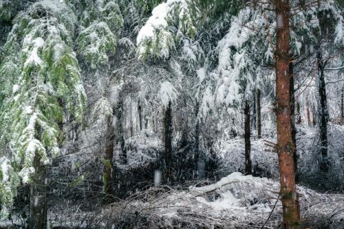 LBU101-00706-Tannenwald-im-Schneefall
