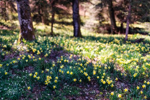 LBU103-01306-Wilde-Narzissen-im-Wald