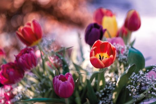 RBU103-01225-Farbenfroher-Tulpenstrauss-im-Fruehlingslicht